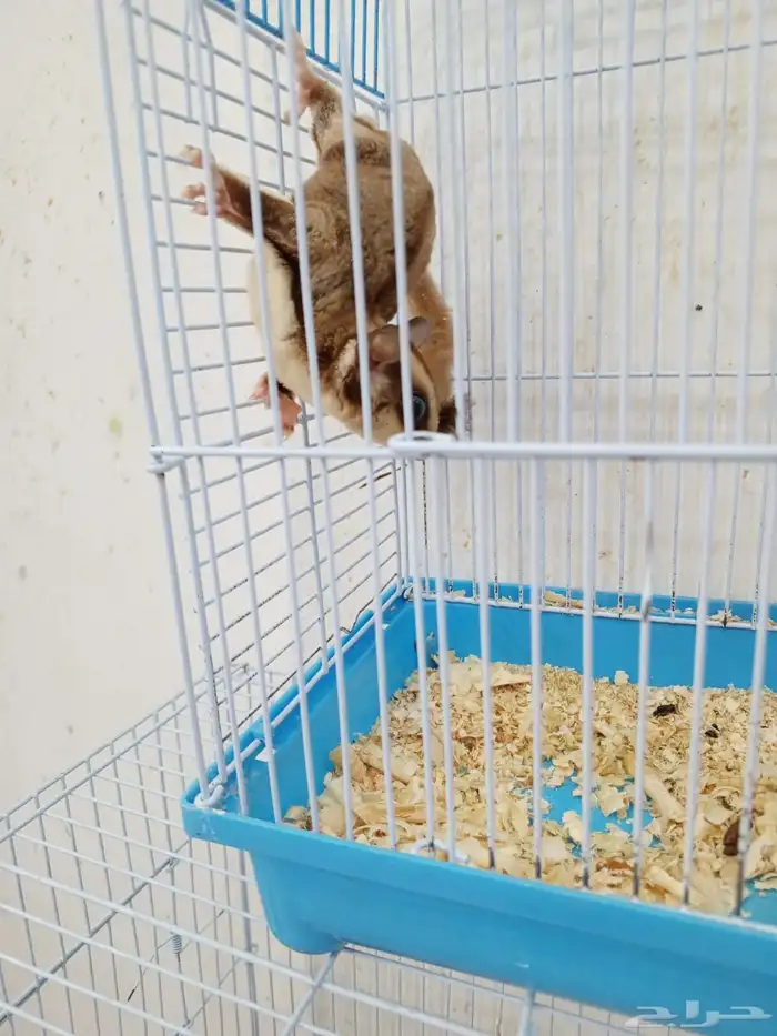 سنجاب طائر قطط طيور مستلزمات جميع الحيوانات الليفه 1