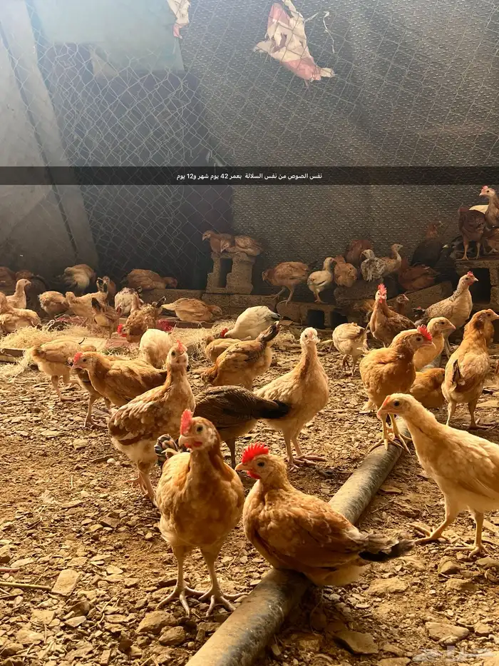 صوص صيصان فروخ بلدي عدد10الف الالوان فواتح 14