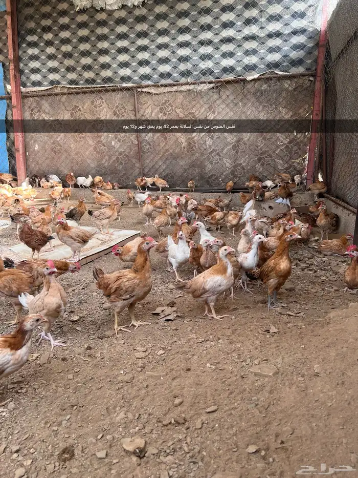 صوص صيصان فروخ بلدي عدد10الف الالوان فواتح 15