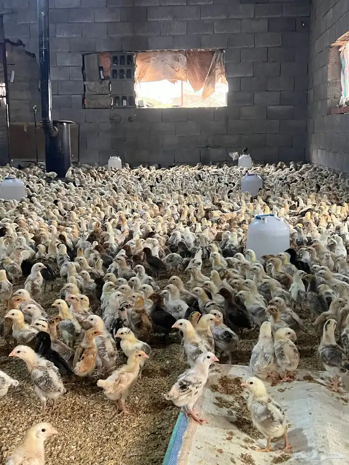 صوص صيصان فروخ بلدي عدد10الف الالوان فواتح 8
