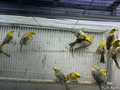 طيور الزيبرا نوعين النساج بنقالي واللي يبغى الزين يدخل 2