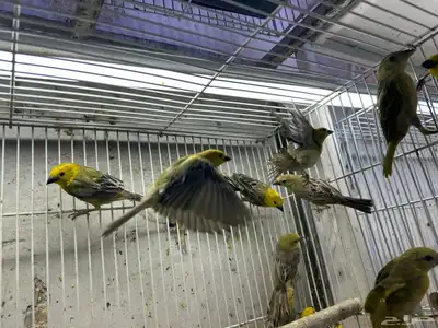 طيور الزيبرا نوعين النساج بنقالي واللي يبغى الزين يدخل 1