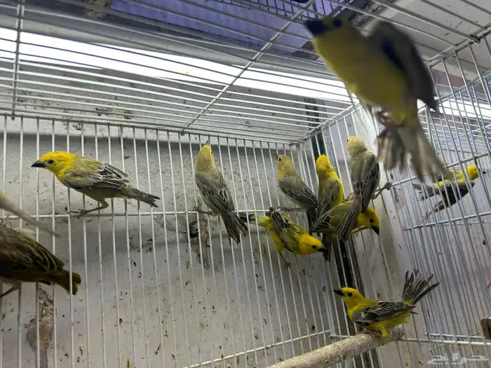 طيور الزيبرا نوعين النساج بنقالي واللي يبغى الزين يدخل 0