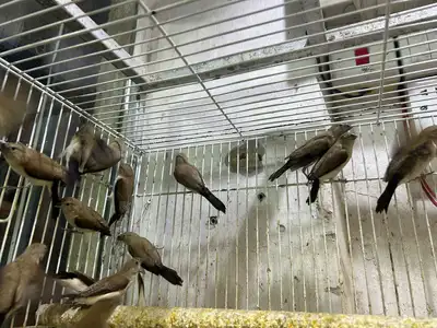 طيور الزيبرا نوعين النساج بنقالي واللي يبغى الزين يدخل 3