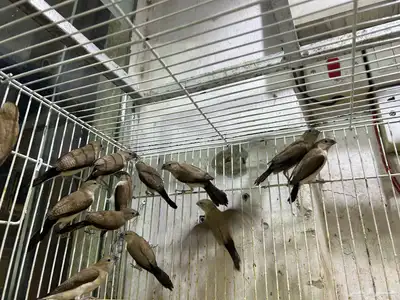 طيور الزيبرا نوعين النساج بنقالي واللي يبغى الزين يدخل 4