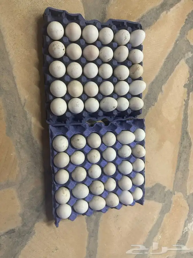 بيض بط 0