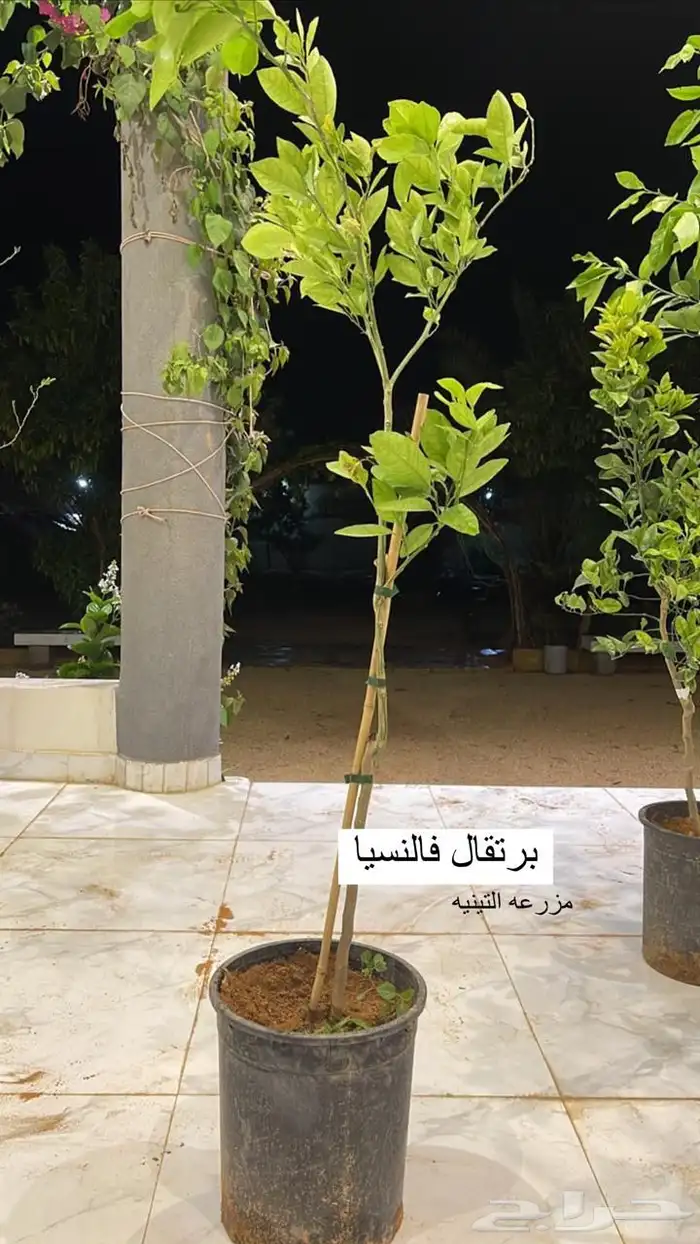 حمضيات 0