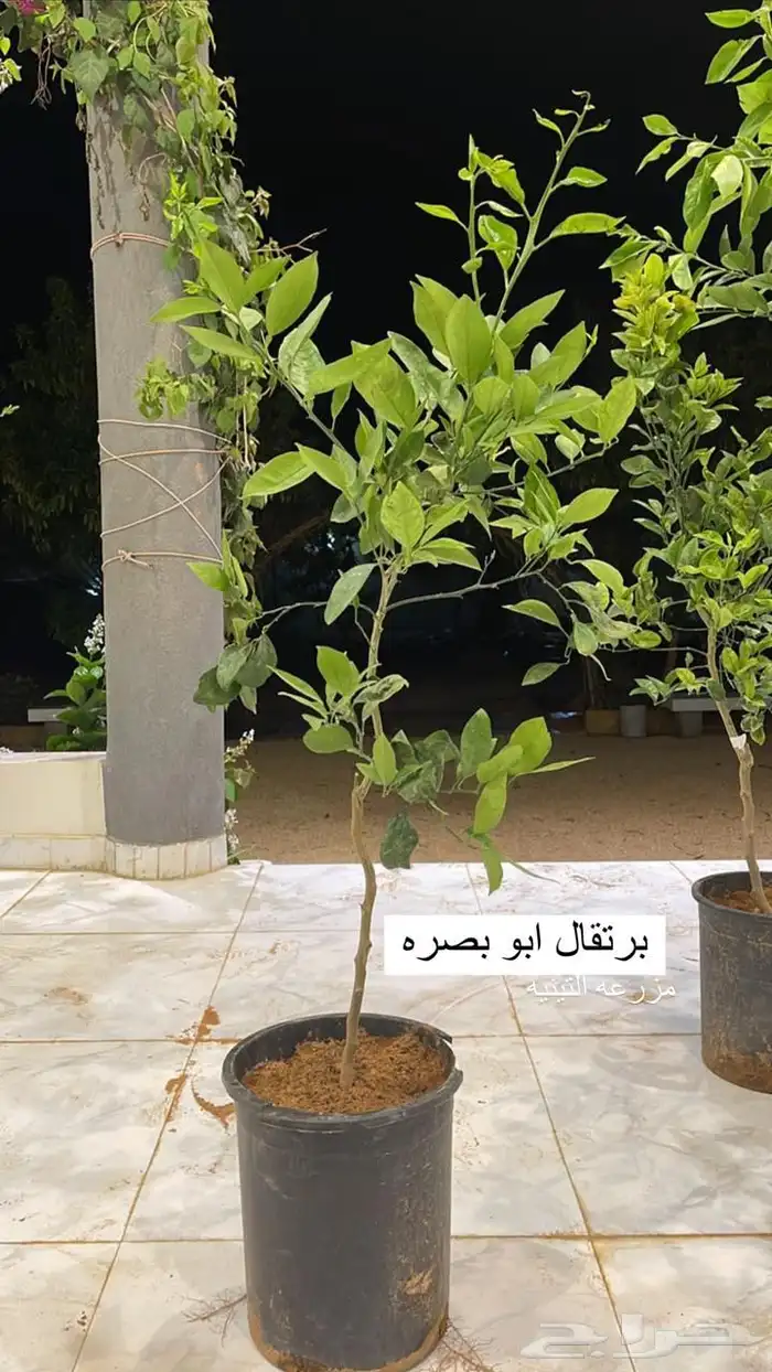حمضيات 4