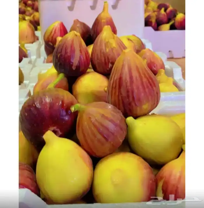 شتلات اسباني اسود 1