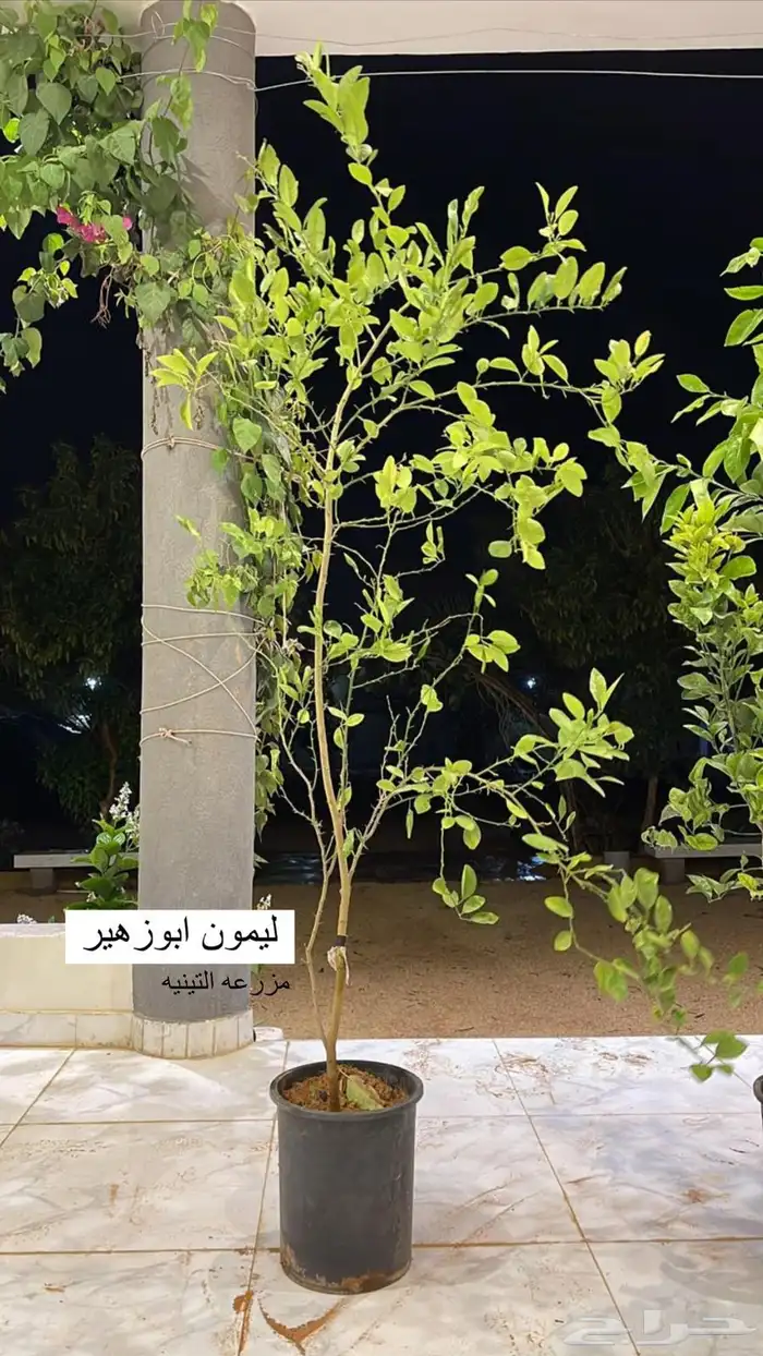 حمضيات 3