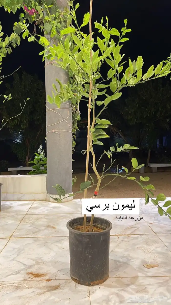 حمضيات 1