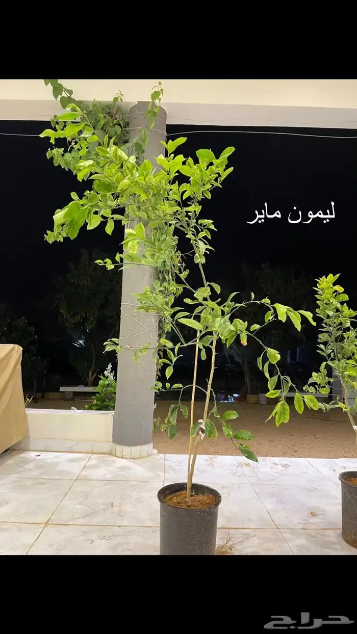 حمضيات 6