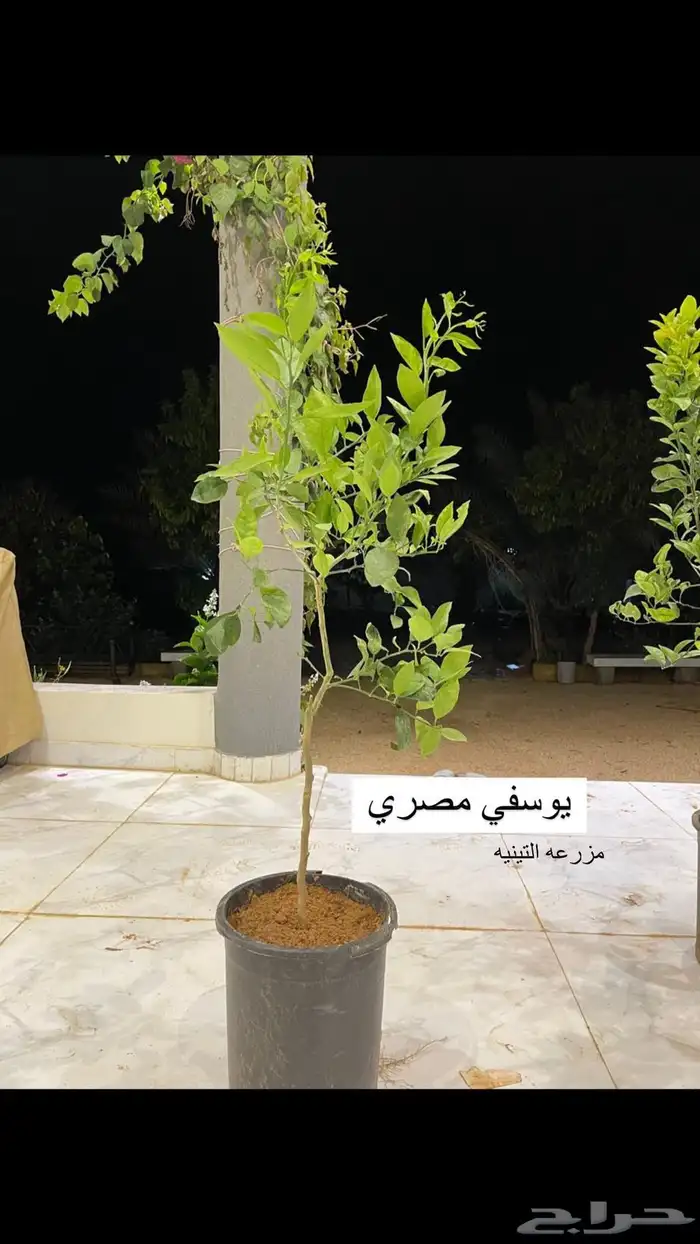 حمضيات 2