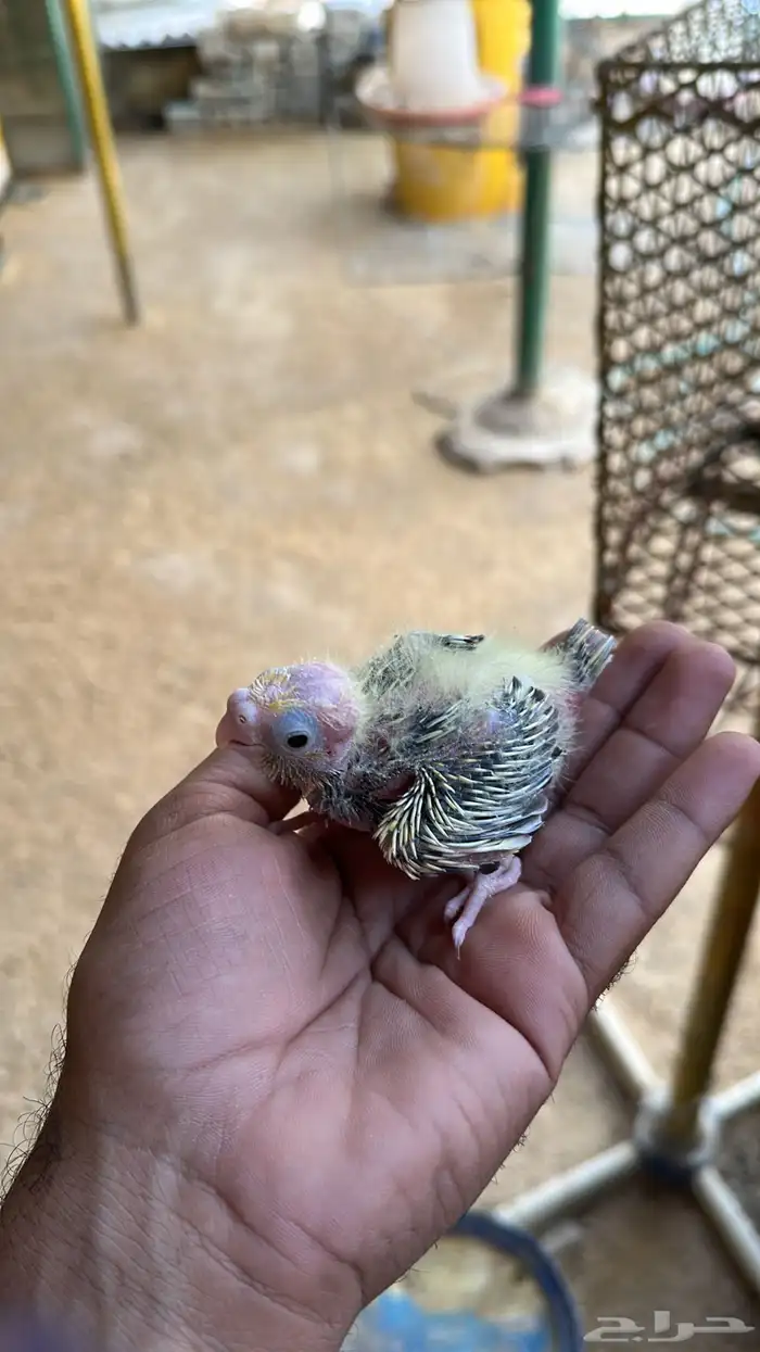 فروخ كروان للبيع 5