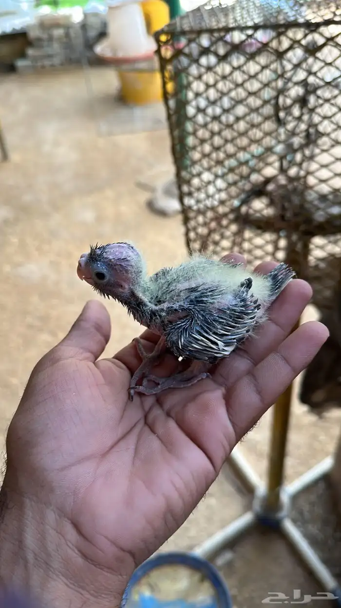 فروخ كروان للبيع 4