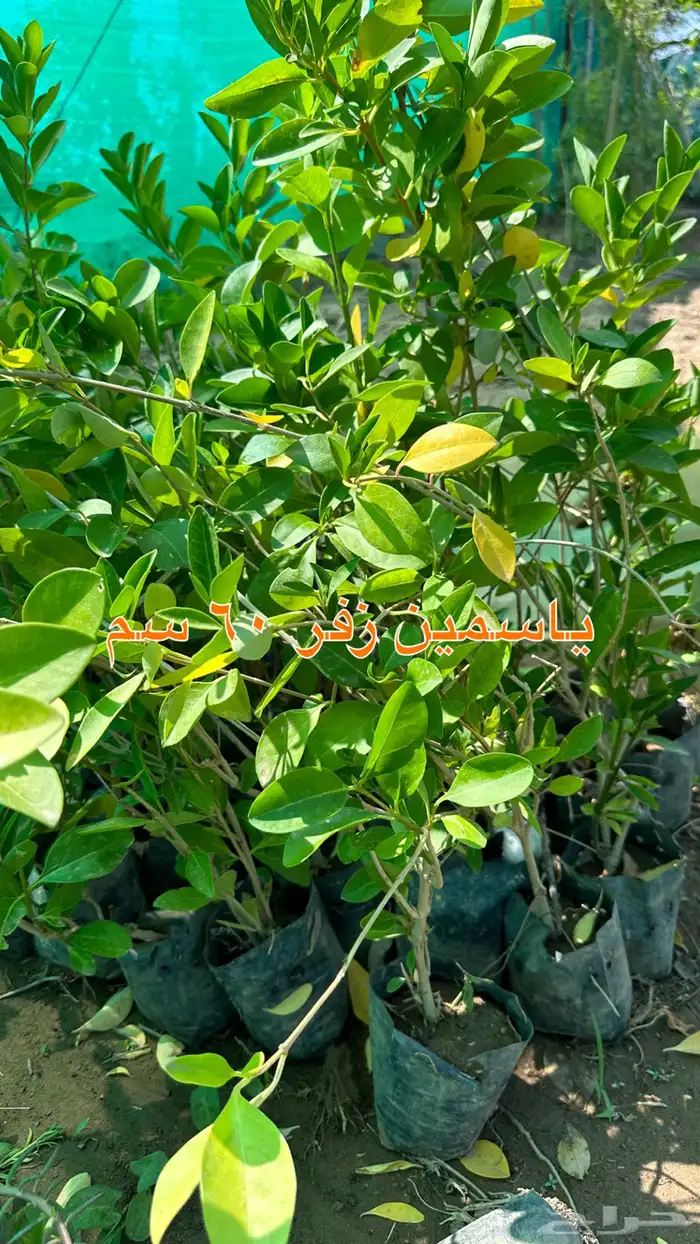 شتلات زينه ونباتات مثمره ب 2 ريالين 33