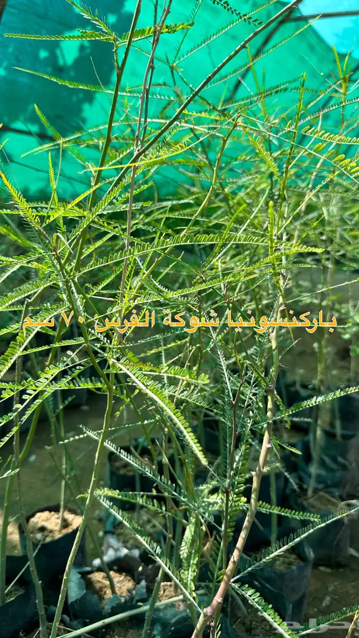 شتلات زينه ونباتات مثمره ب 2 ريالين 50