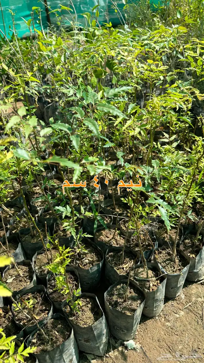 شتلات زينه ونباتات مثمره ب 2 ريالين 12