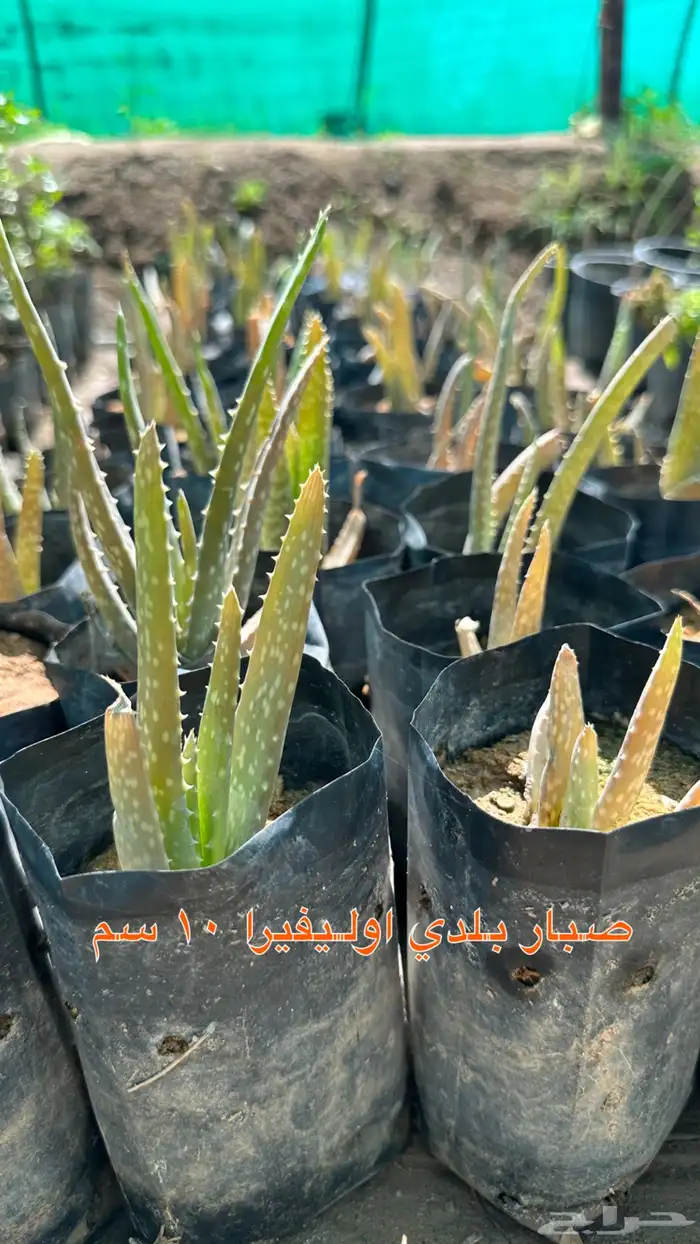 شتلات زينه ونباتات مثمره ب 2 ريالين 25