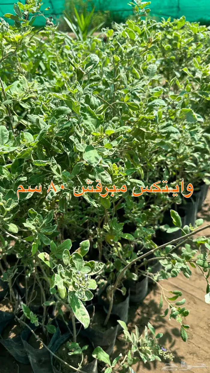 شتلات زينه ونباتات مثمره ب 2 ريالين 22