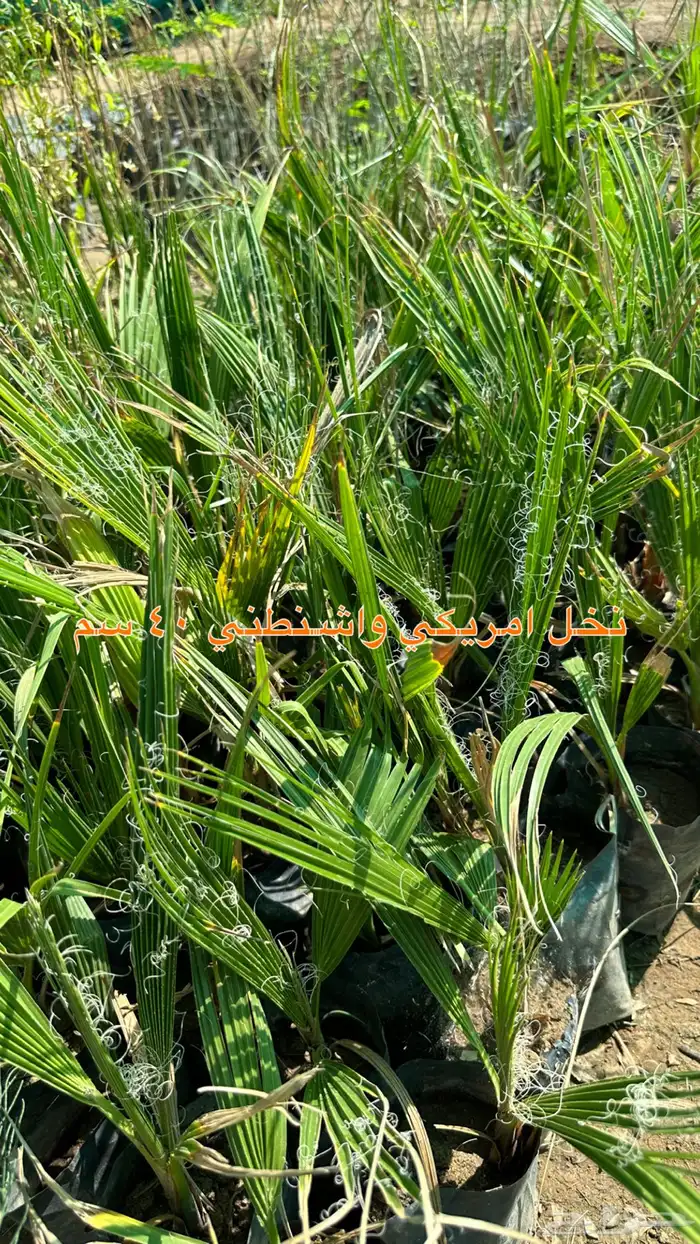 شتلات الزينة ب2 ريال فقط 8