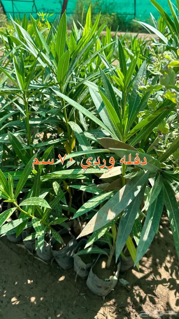 شتلات زينه ونباتات مثمره ب 2 ريالين 21