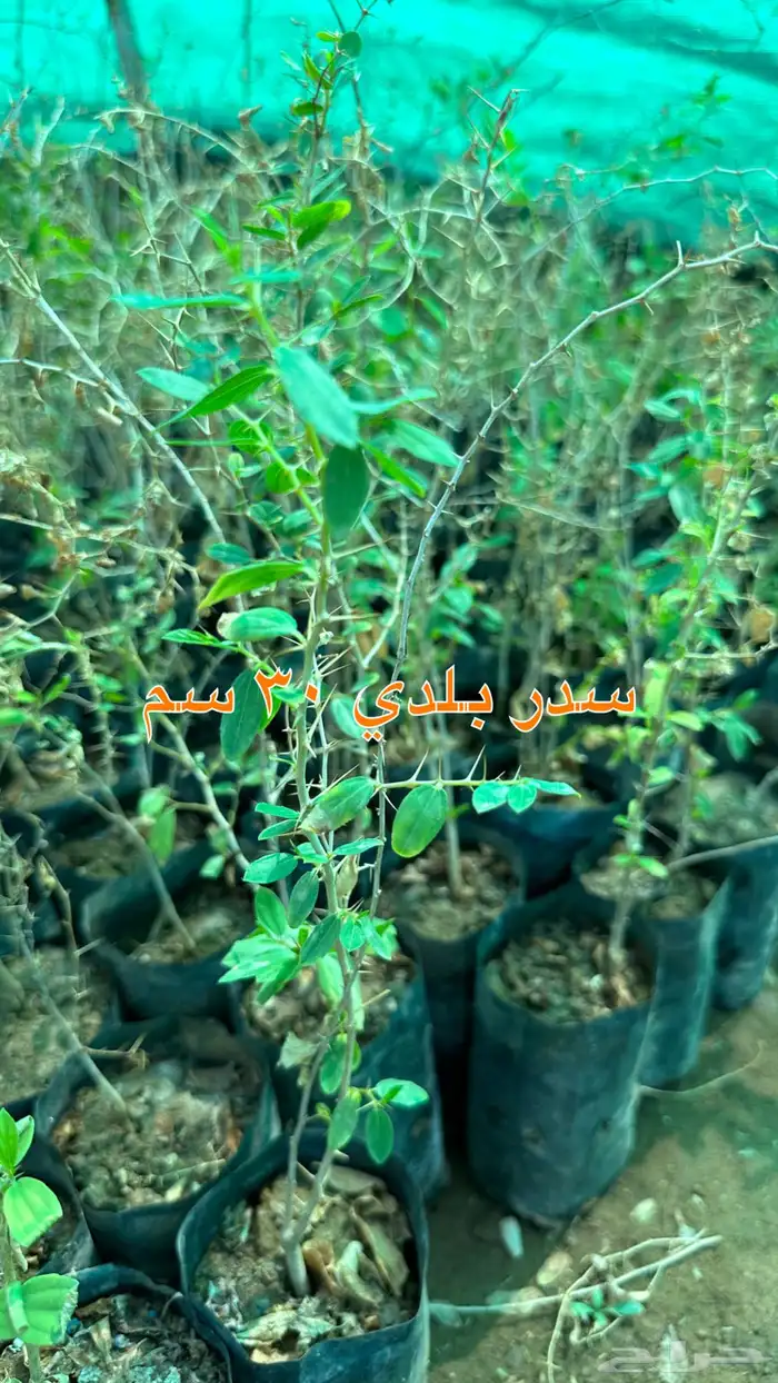 شتلات زينه ونباتات مثمره ب 2 ريالين 49