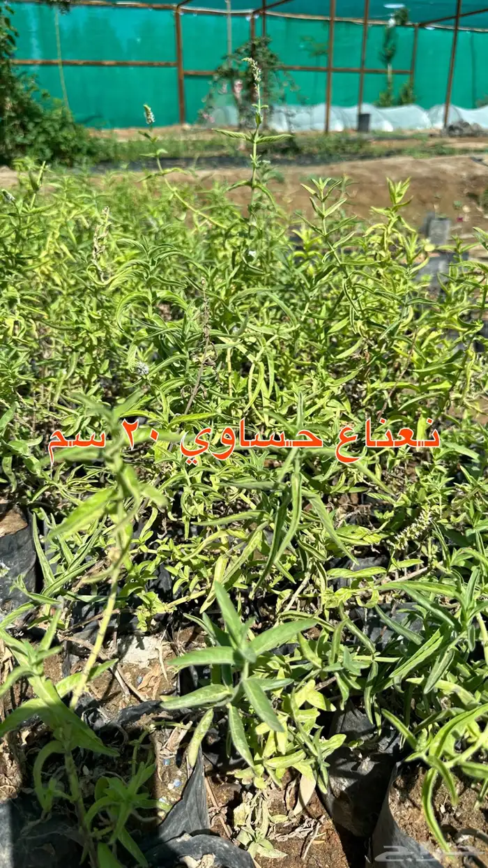 شتلات زينه ونباتات مثمره ب 2 ريالين 31