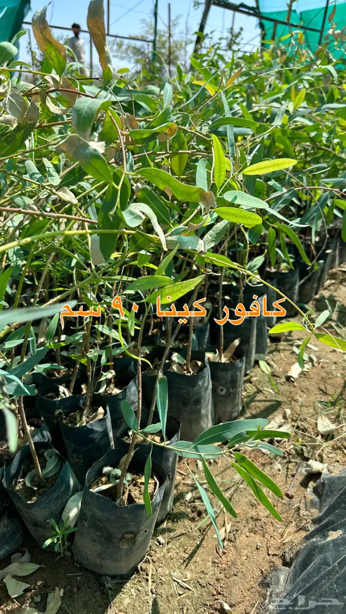 شتلات زينه ونباتات مثمره ب 2 ريالين 13