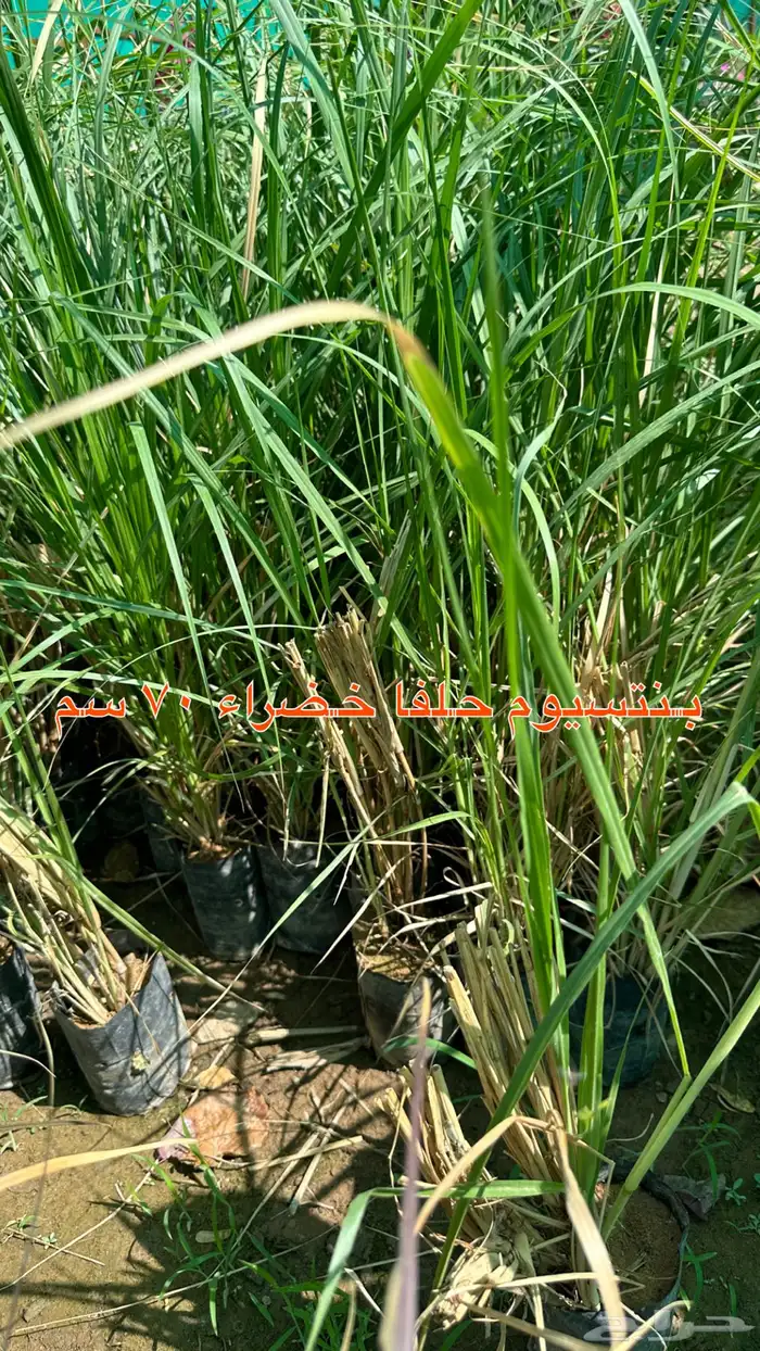 شتلات زينه ونباتات مثمره ب 2 ريالين 0