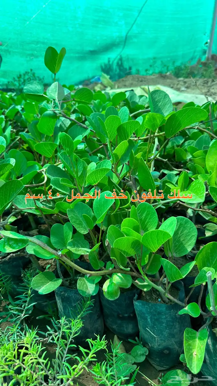 شتلات الزينة ب2 ريال فقط 30