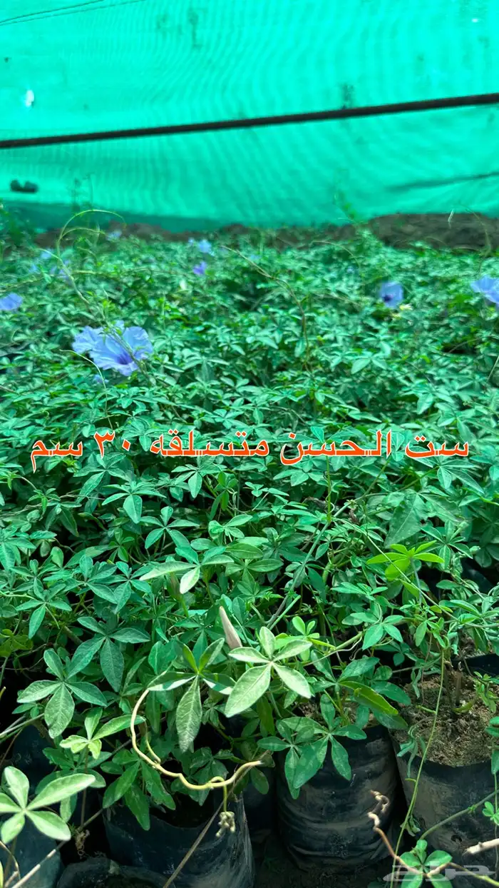 شتلات زينه ونباتات مثمره ب 2 ريالين 36