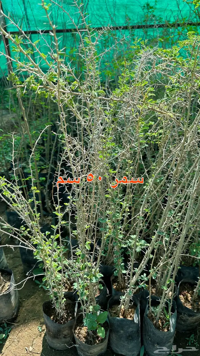 شتلات الزينة ب2 ريال فقط 50