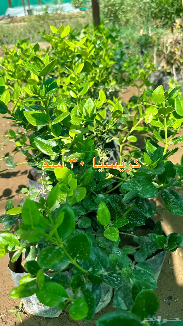 شتلات زينه ونباتات مثمره ب 2 ريالين 41