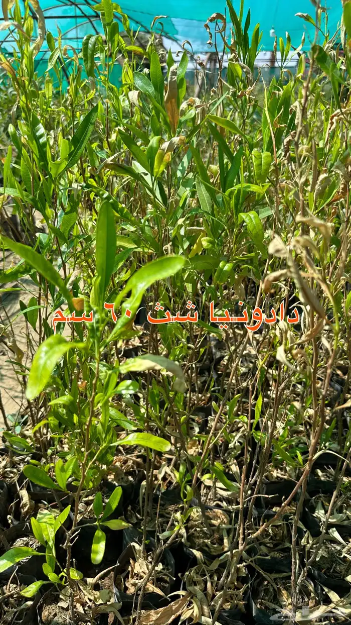 شتلات زينه ونباتات مثمره ب 2 ريالين 7