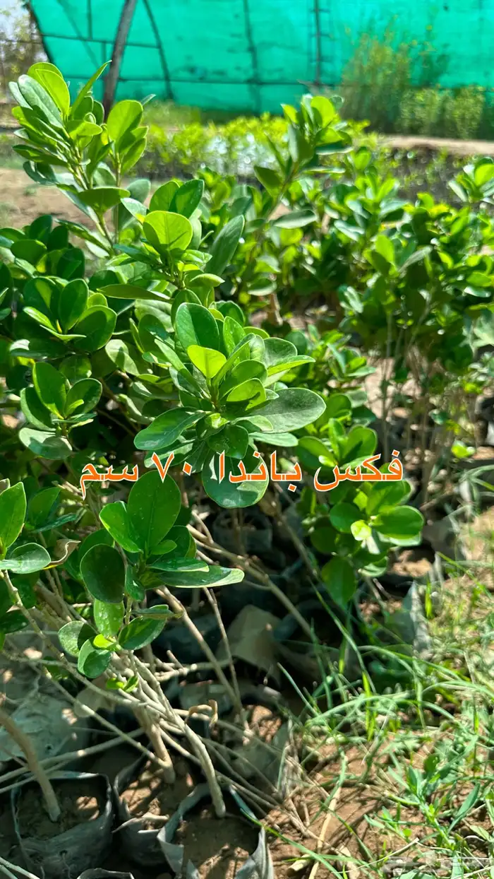 شتلات الزينة ب2 ريال فقط 15