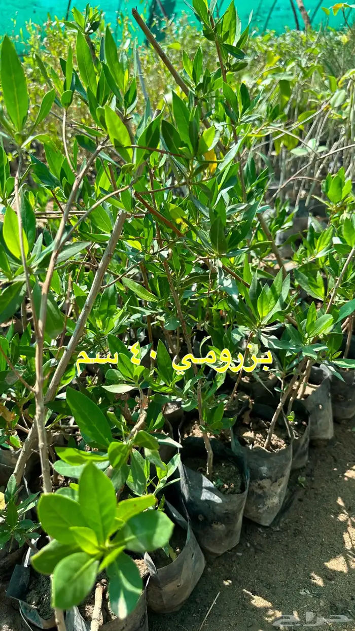 شتلات زينه ونباتات مثمره ب 2 ريالين 5