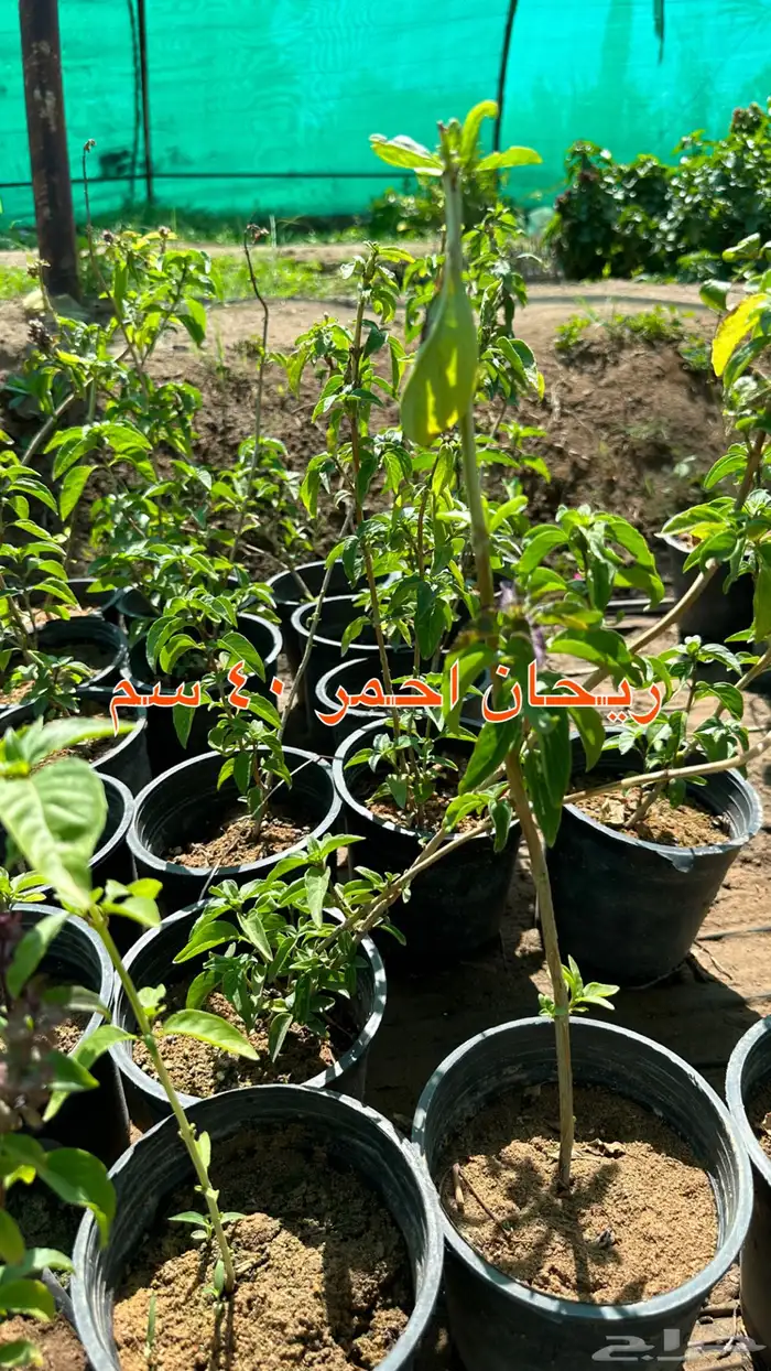 شتلات زينه ونباتات مثمره ب 2 ريالين 29