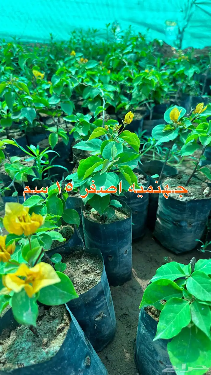 شتلات الزينة ب2 ريال فقط 45