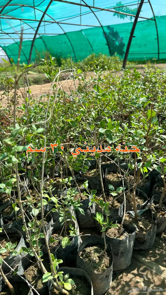 شتلات الزينة ب2 ريال فقط 24