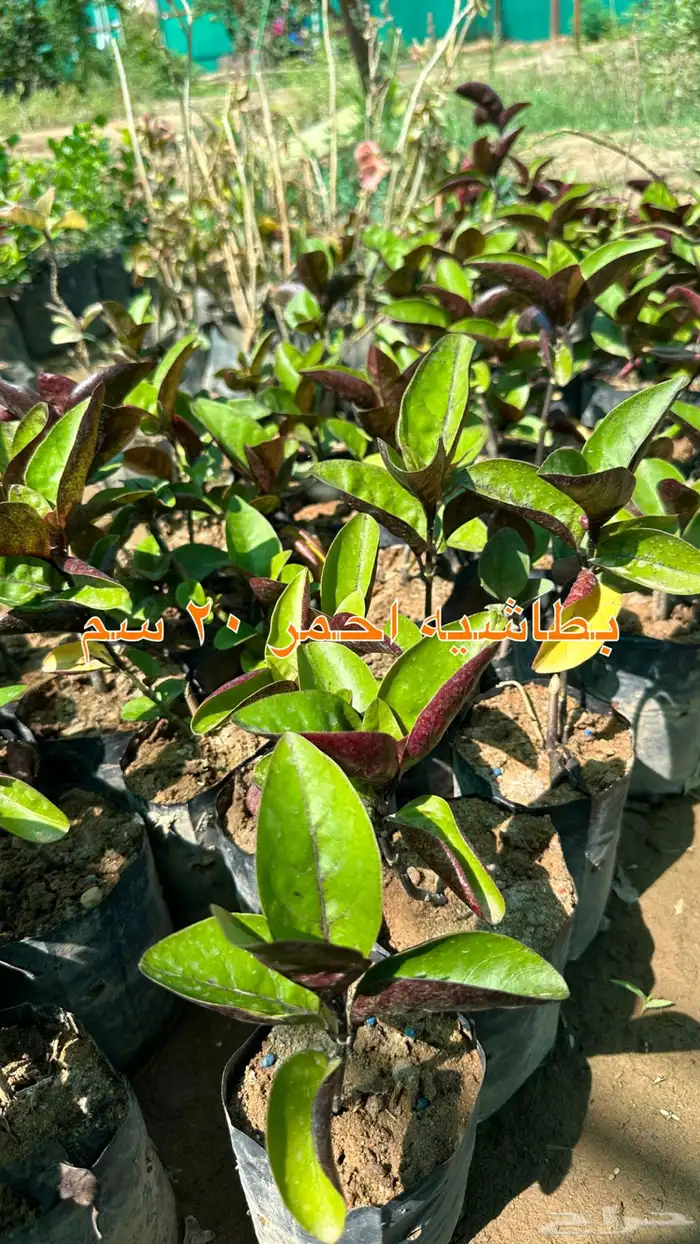 شتلات الزينة ب2 ريال فقط 37