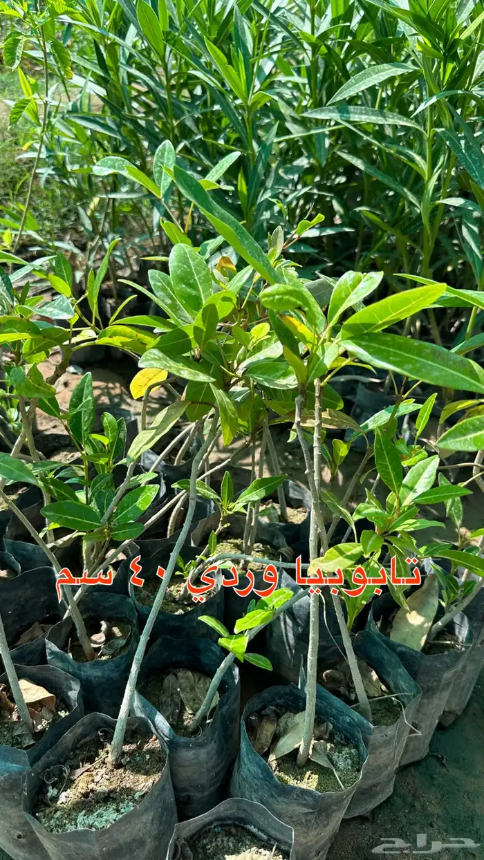 شتلات زينه ونباتات مثمره ب 2 ريالين 18