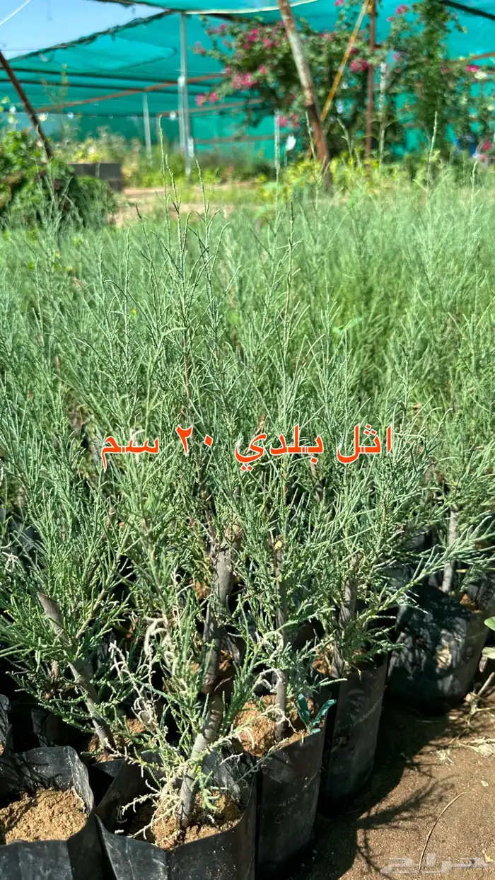 شتلات الزينة ب2 ريال فقط 35