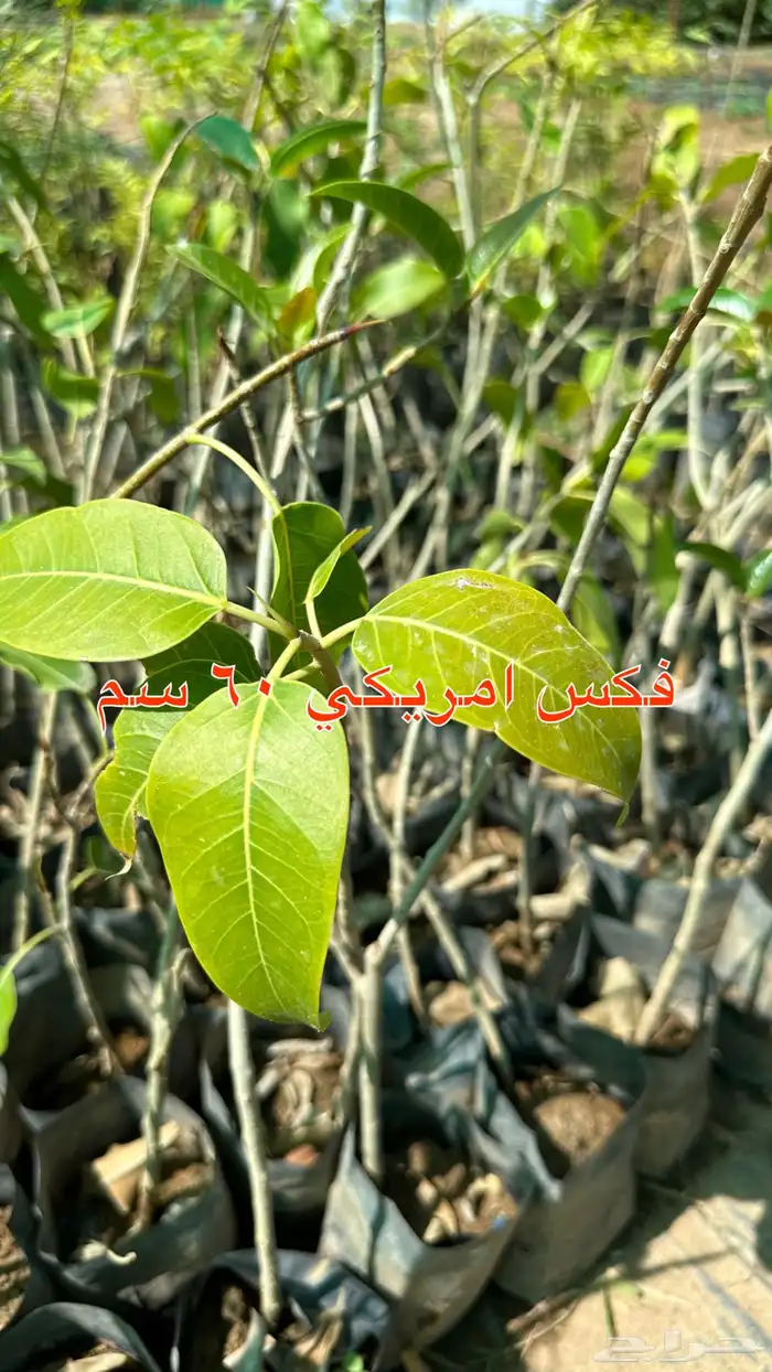 شتلات زينه ونباتات مثمره ب 2 ريالين 6