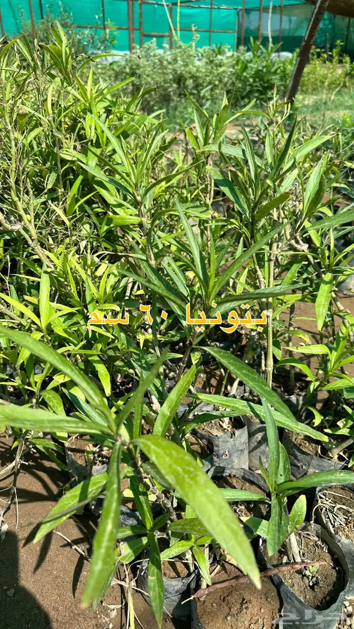 شتلات زينه ونباتات مثمره ب 2 ريالين 45