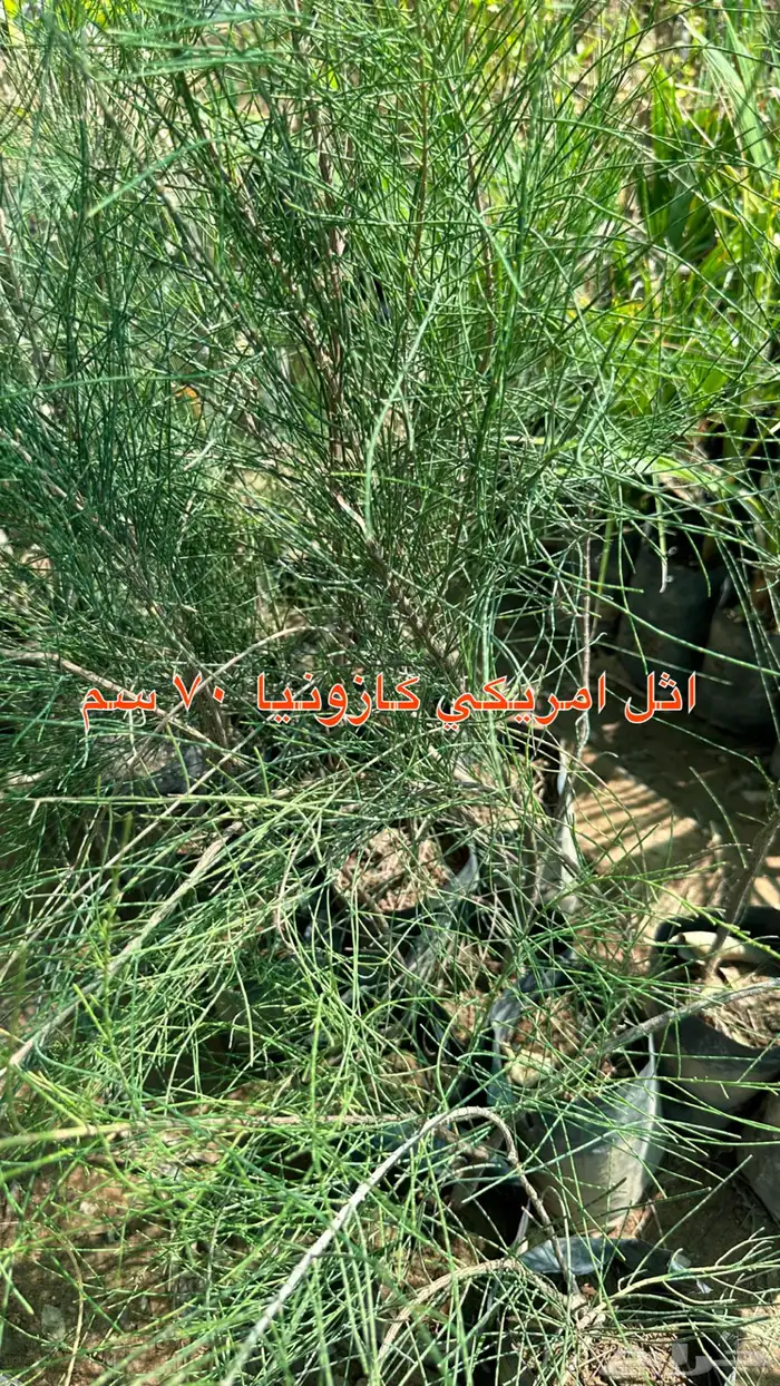 شتلات الزينة ب2 ريال فقط 9