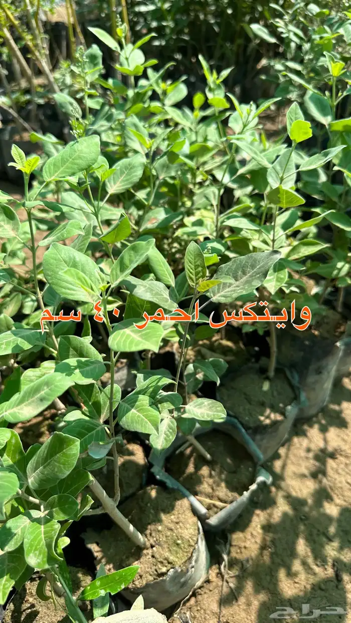 شتلات زينه ونباتات مثمره ب 2 ريالين 23