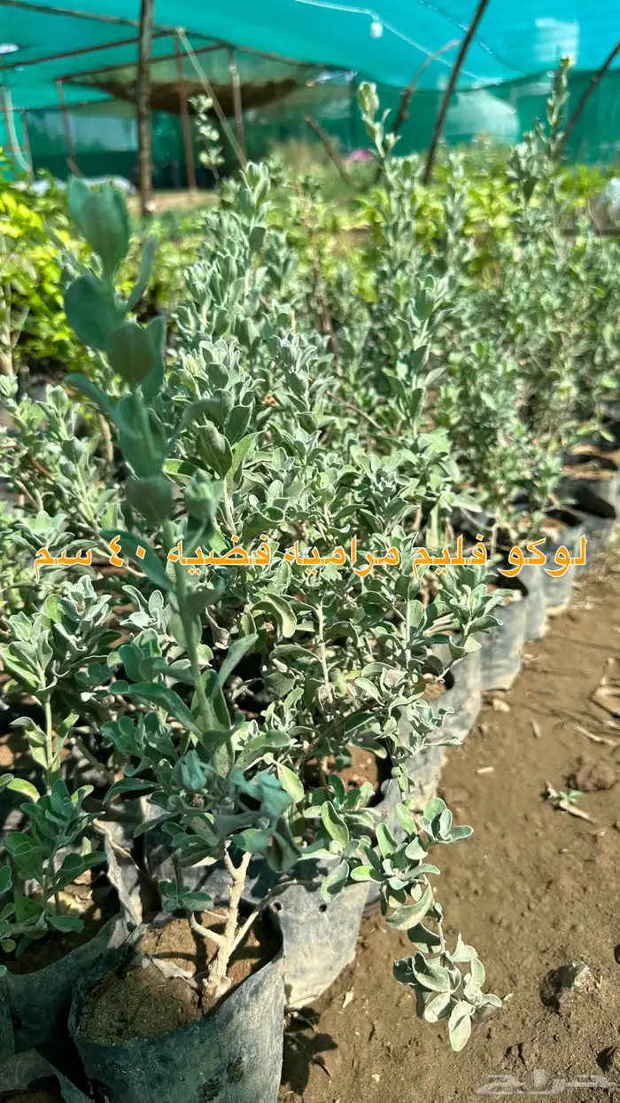 شتلات زينه ونباتات مثمره ب 2 ريالين 43