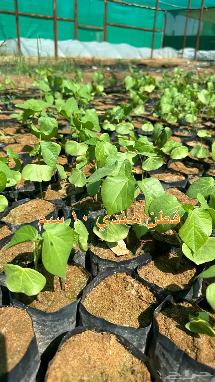 شتلات زينه ونباتات مثمره ب 2 ريالين 16