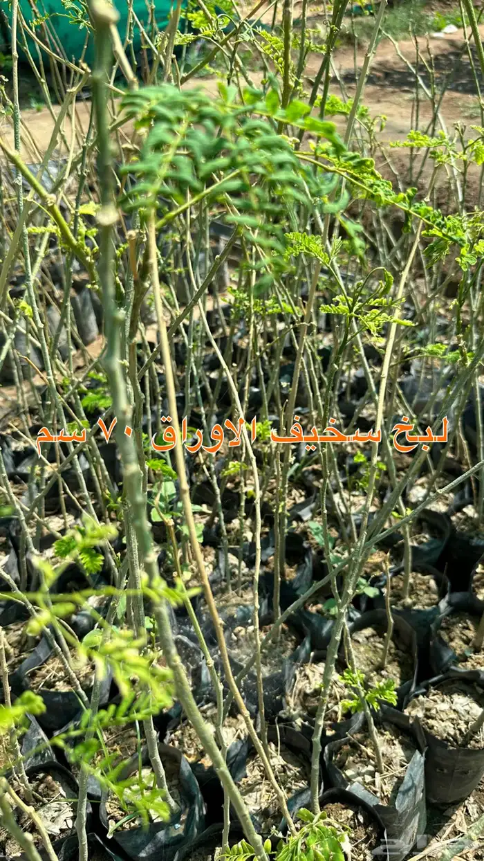 شتلات زينه ونباتات مثمره ب 2 ريالين 9